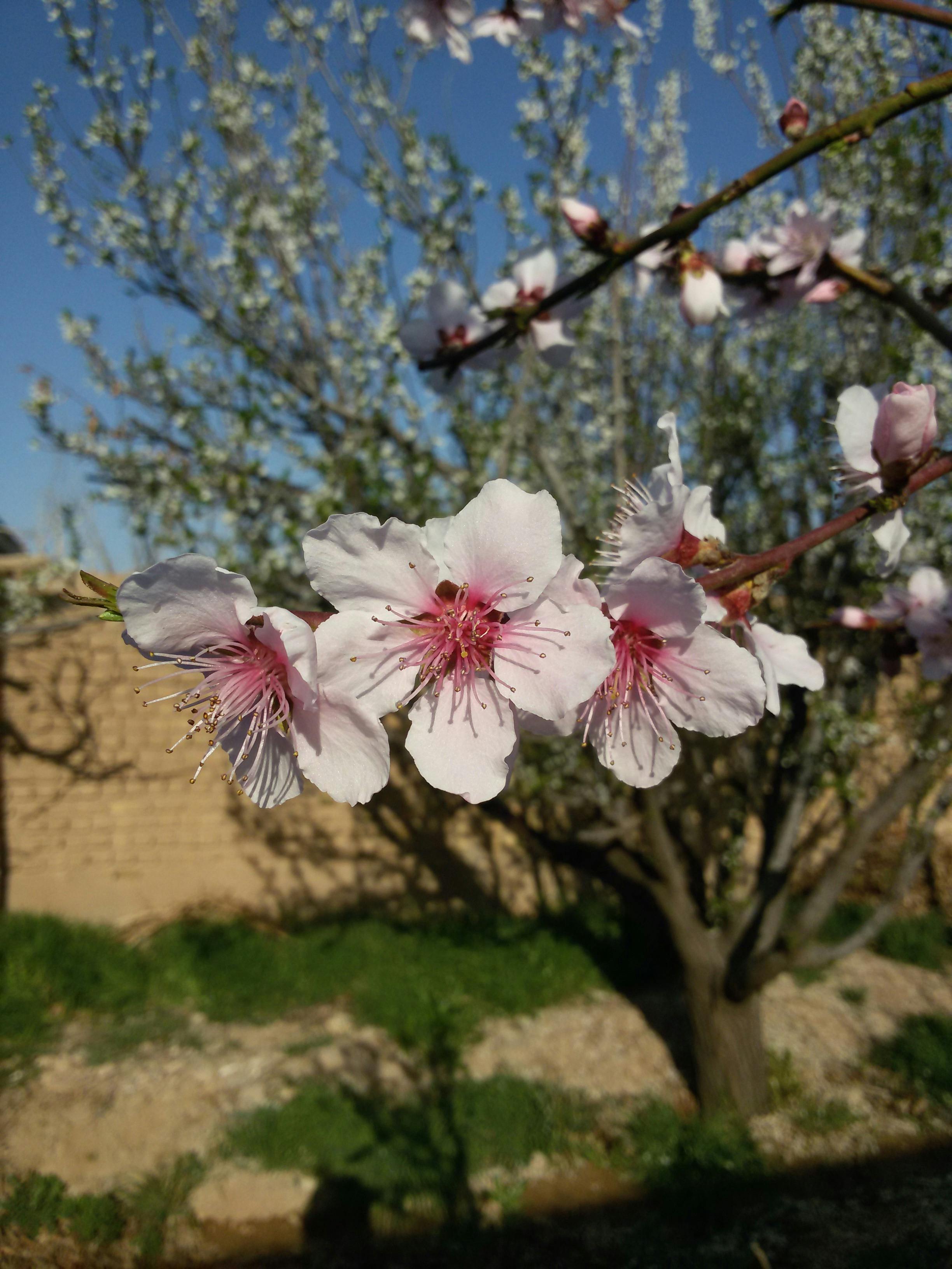 Free stock photo of Ø´Ú©ÙˆÙ Ù‡ Ù‡Ø§Ø¨ Ø¨Ù‡Ø§Ø±ÛŒ