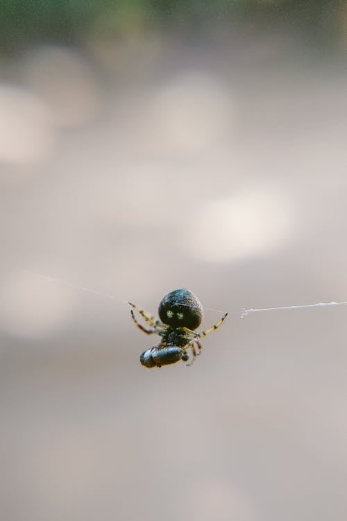 Small spider on thin web in daylight