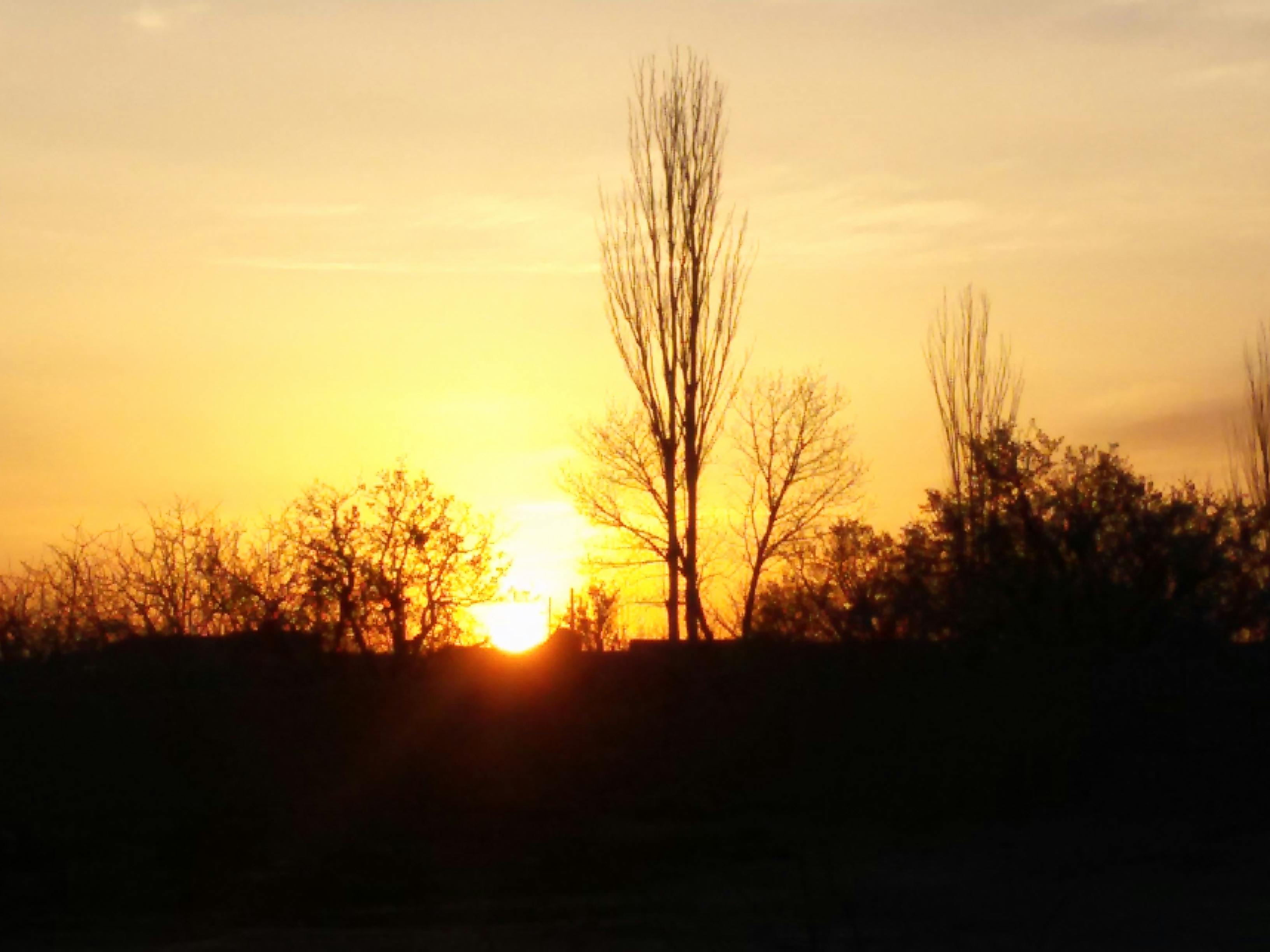 Free stock photo of Ø´Ú©ÙˆÙ Ù‡ Ù‡Ø§Ø¨ Ø¨Ù‡Ø§Ø±ÛŒ