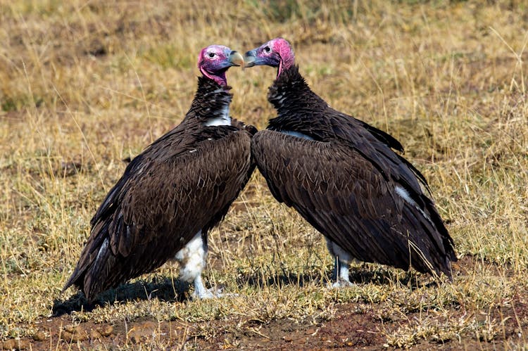 Close Up Of Vultures