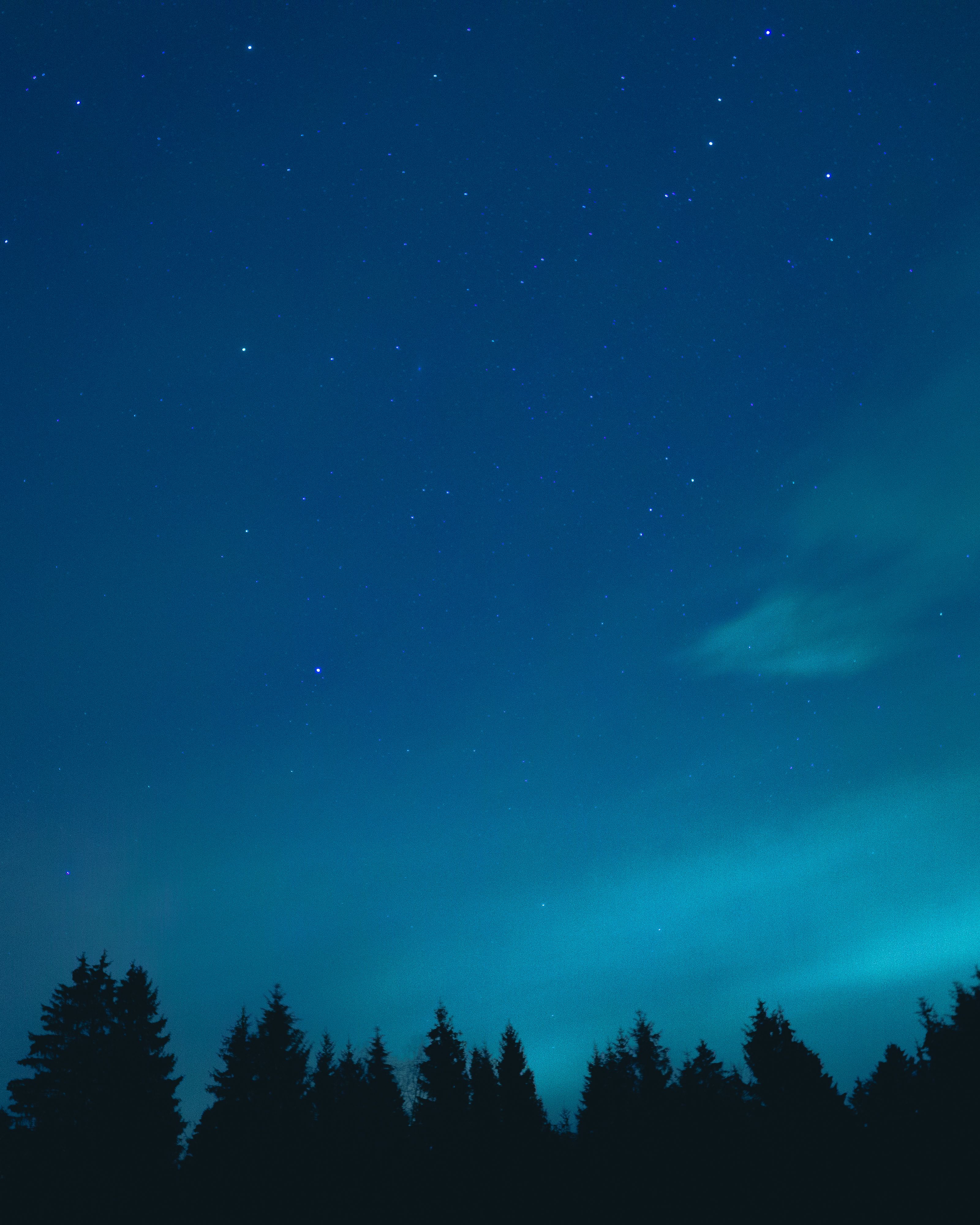 宁静的夜空中，繁星点点，树木的轮廓清晰可见，构成一片宁静的景象