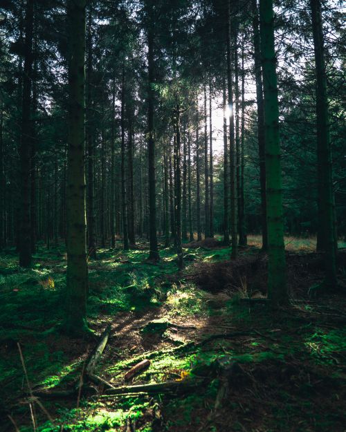 Free A tranquil pine forest with sunlight filtering through the tall trees, creating a mystical atmosphere. Stock Photo