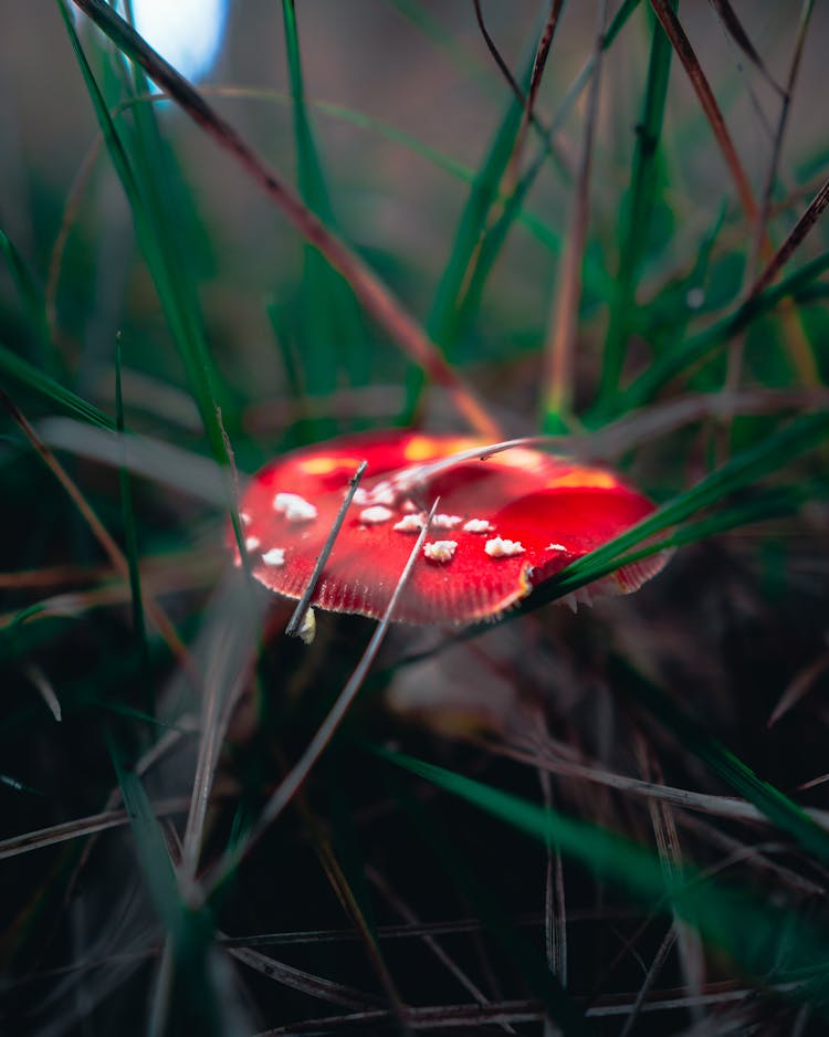 Red And White Mushroom In Green Grass