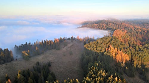 Základová fotografie zdarma na téma lesní příroda, mlha