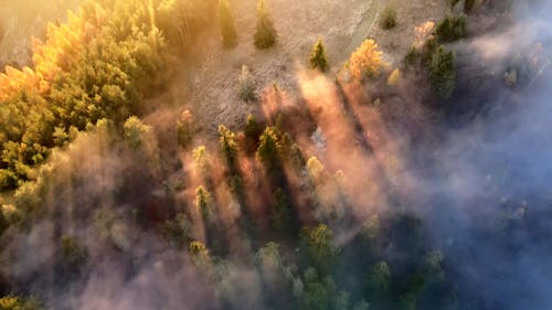 Základová fotografie zdarma na téma slunce a mlha