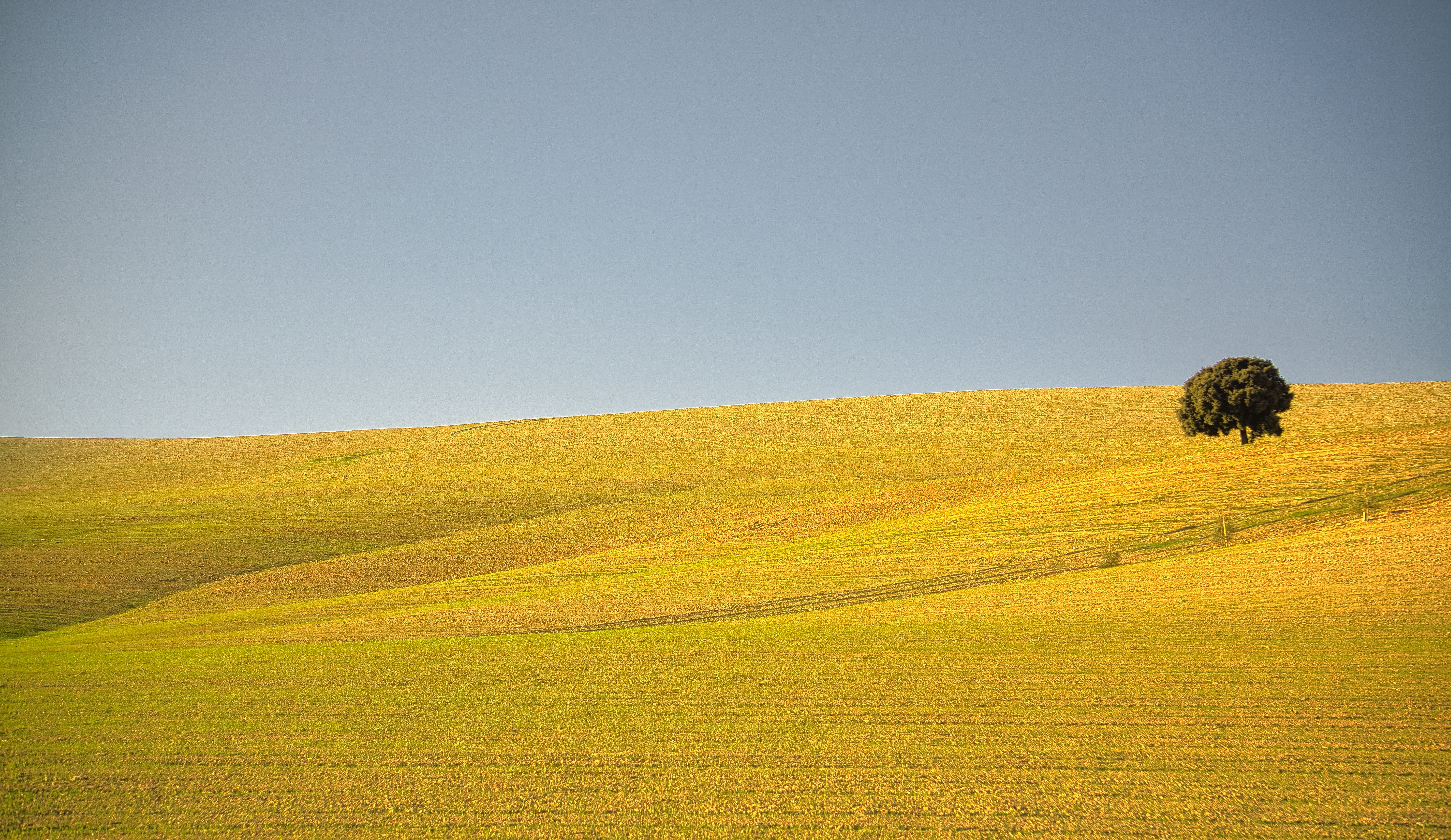 Quiet rural landscape in Spain with a single tree on a rolling hillside. Perfect for nature lovers.
