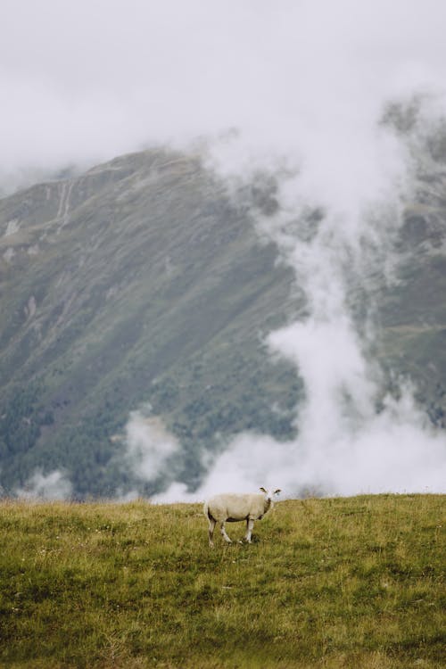 Free White Sheep on Green Grass Field near a Mountain Stock Photo