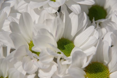 フラワーズ, 咲く花, 白い花の無料の写真素材