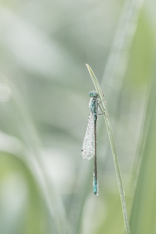 Free Green Dragonfly Cling on Grass Stock Photo