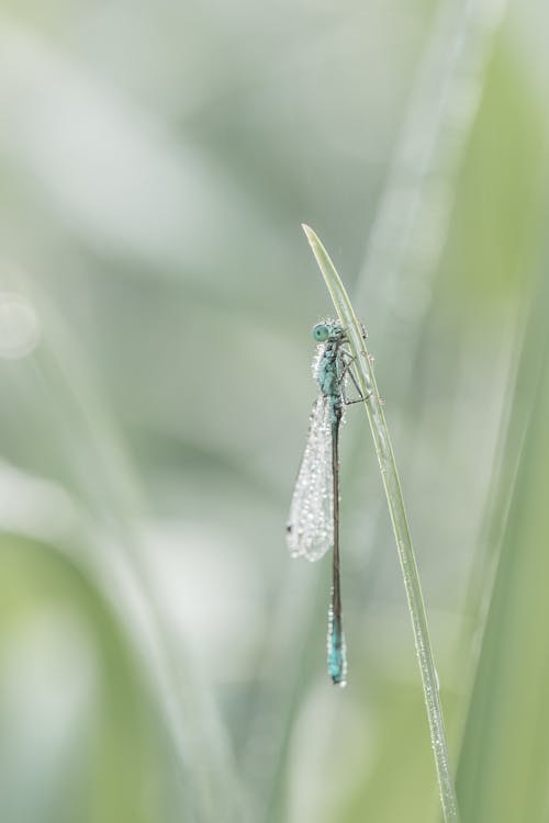 Fotobanka s bezplatnými fotkami na tému hmyz, makro, príroda