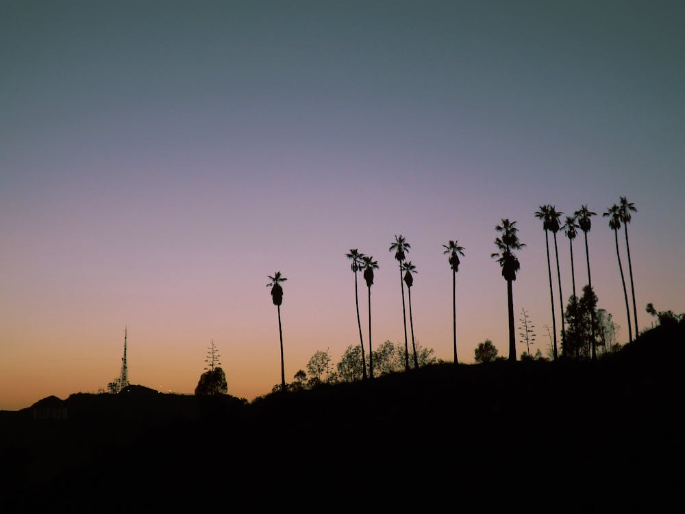 Free Silhouette Photo of Line Palm Trees Stock Photo
