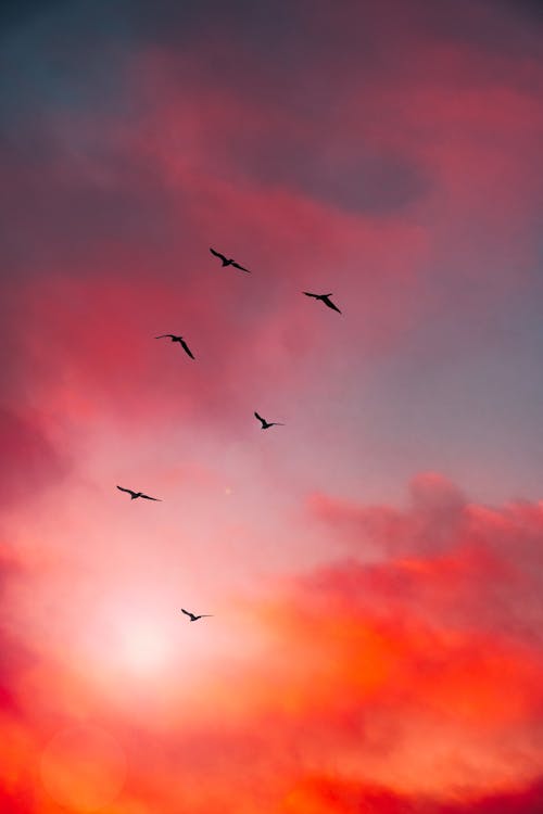 Foto profissional grátis de ave-do-paraíso, birds_flying, cenário bonito