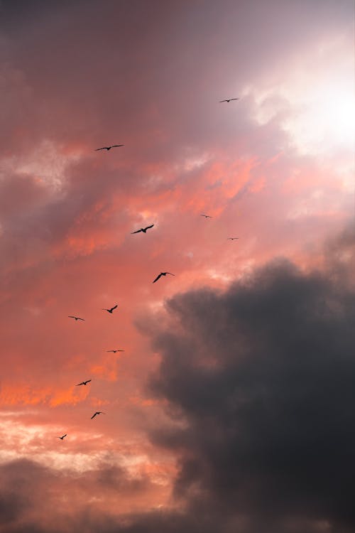 Free stock photo of atmosphere, background image, beautiful sky