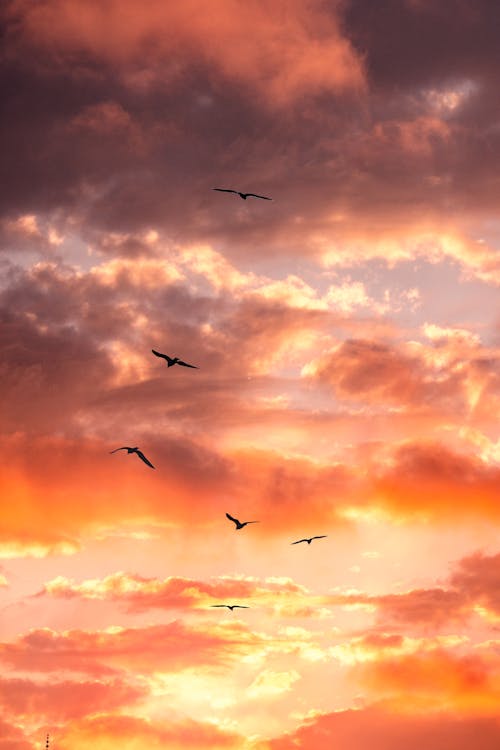 Foto profissional grátis de atmosfera, ave-do-paraíso, birds_flying
