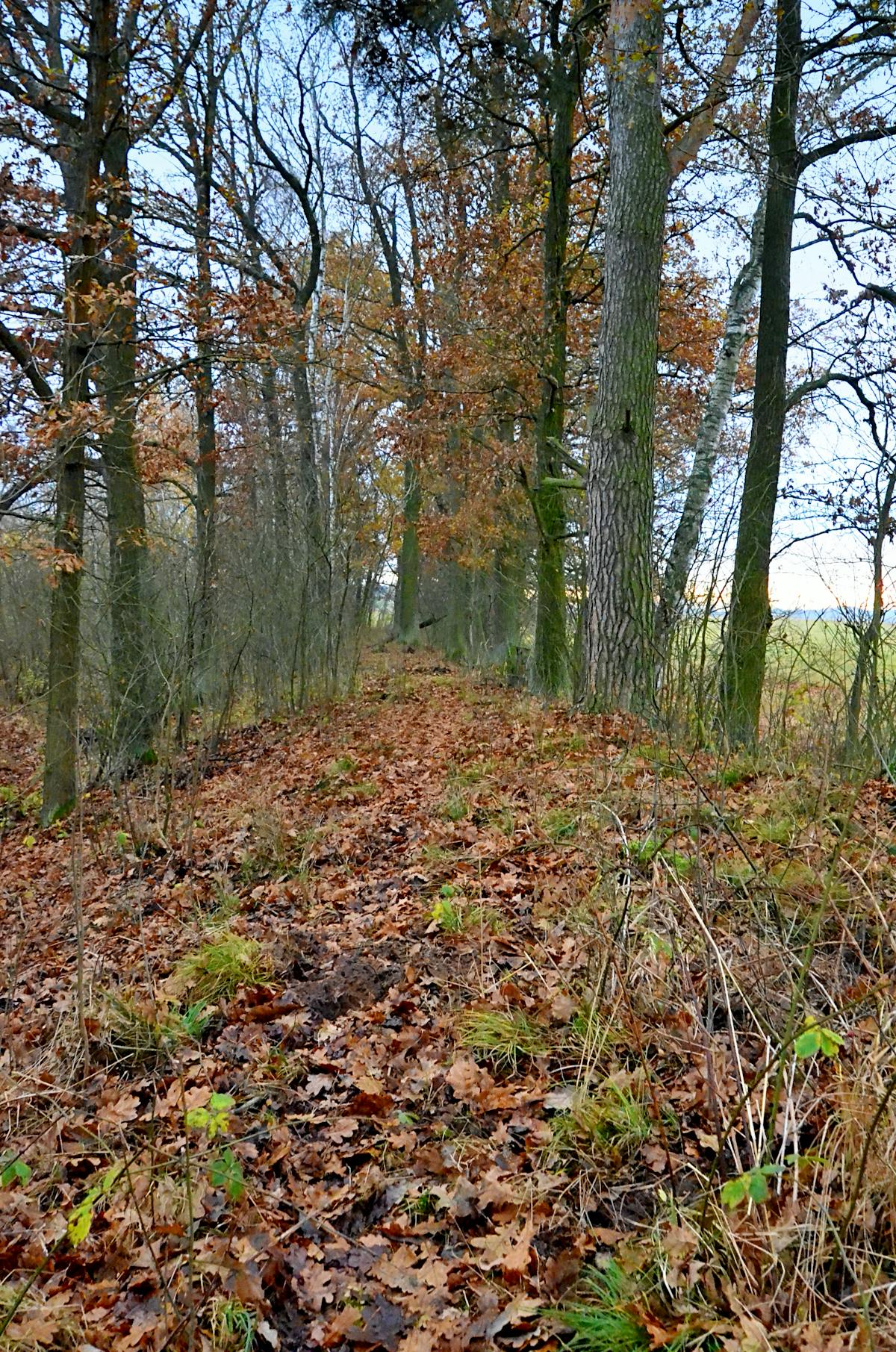 Fluffy cooked quinoa in a bowl with a spoon