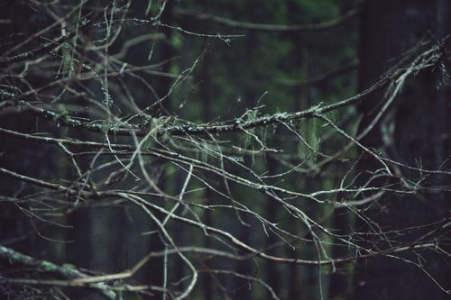 Free Thin leafless branches on trees growing in green woods in daytime in nature Stock Photo
