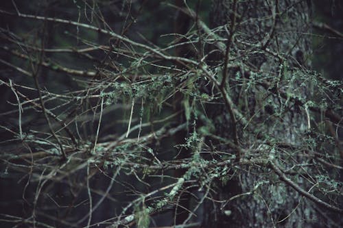 Tree with leafless branches in woods