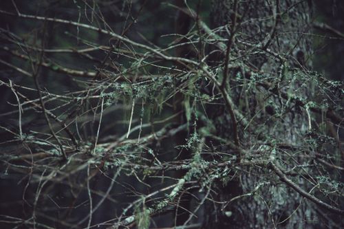 Free Thick leafless twigs on trees with green moss growing in forest in nature in daylight Stock Photo