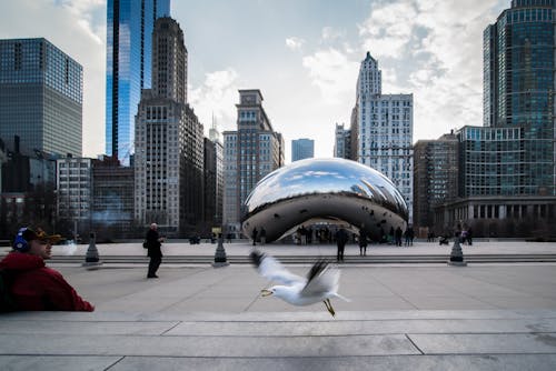 Free A Seagull Flying Near the Cloud Gate Stock Photo