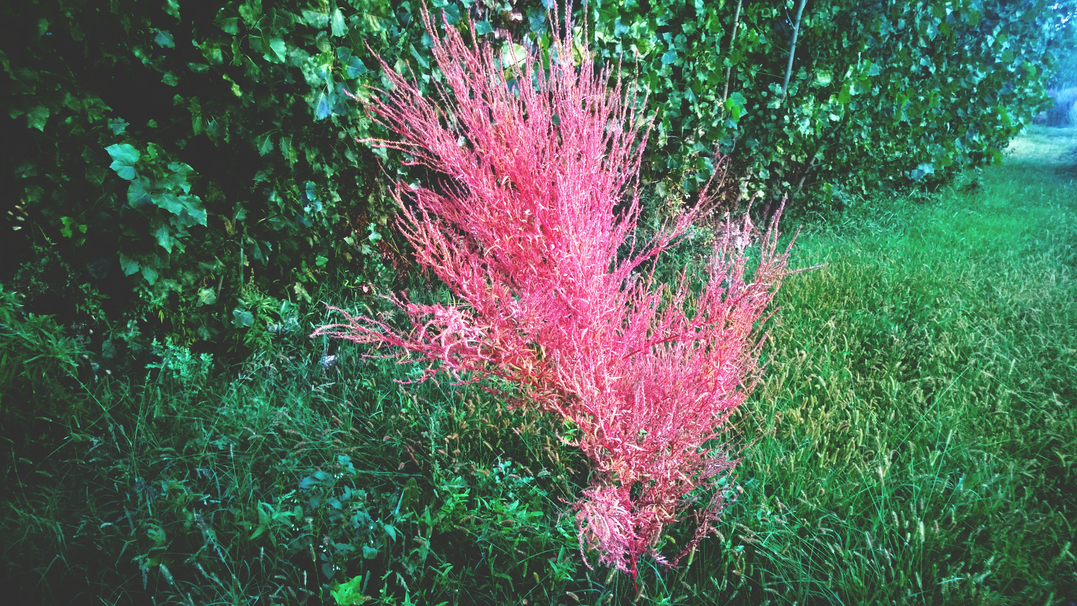 花园里，一株粉红色的灌木在郁郁葱葱的绿叶中显得格外充满活力