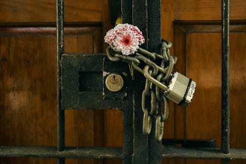 Gratis arkivbilde med blomster, dør, døråpning