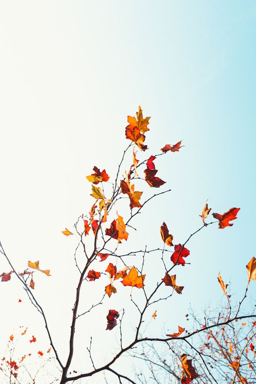 Free Vibrant red and orange leaves on branches set against a clear blue sky, capturing the essence of fall. Stock Photo