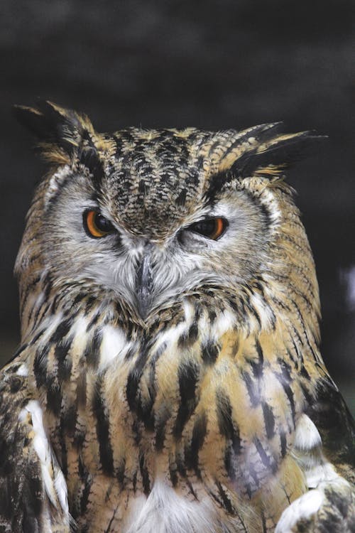 Foto d'estoc gratuïta de a l'aire lliure, ala, animal