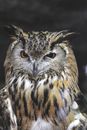 Serious eagle owl sitting in wild nature