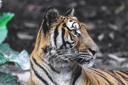 Young attentive tiger with brown striped fur lying in natural sanctuary and looking away