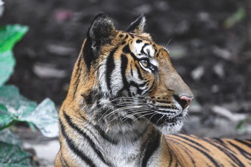 Free Young attentive tiger with brown striped fur lying in natural sanctuary and looking away Stock Photo