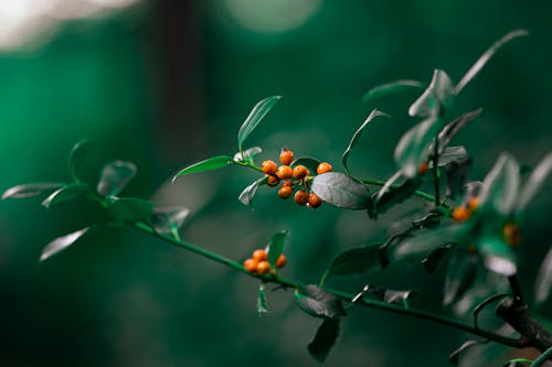 Gratuit Imagine de stoc gratuită din dioramă, frunze, grădină Fotografie de stoc