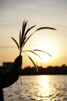 A silhouette of a hand holding decorative grasses against a sunset backdrop by the water.