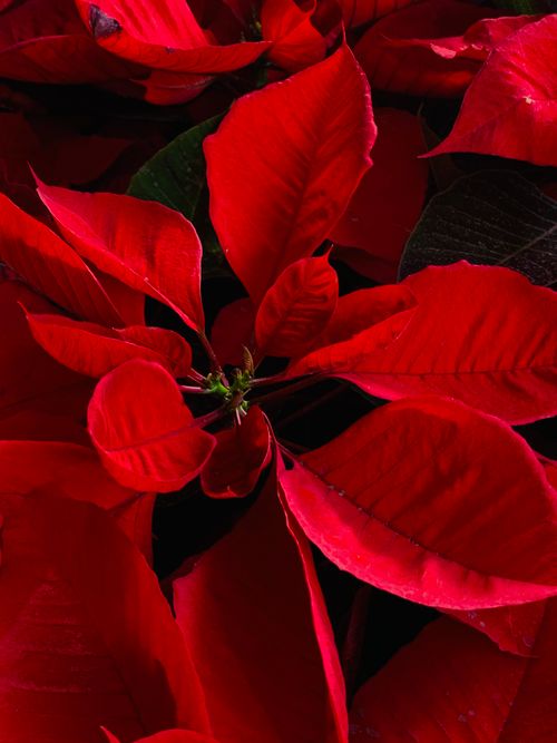 Free Close-up photo of a vibrant red poinsettia plant in bloom, capturing its festive essence. Stock Photo