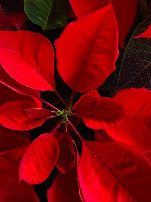 Free Close-up of vibrant red poinsettia leaves in San Pedro Tlaquepaque, Mexico. Stock Photo