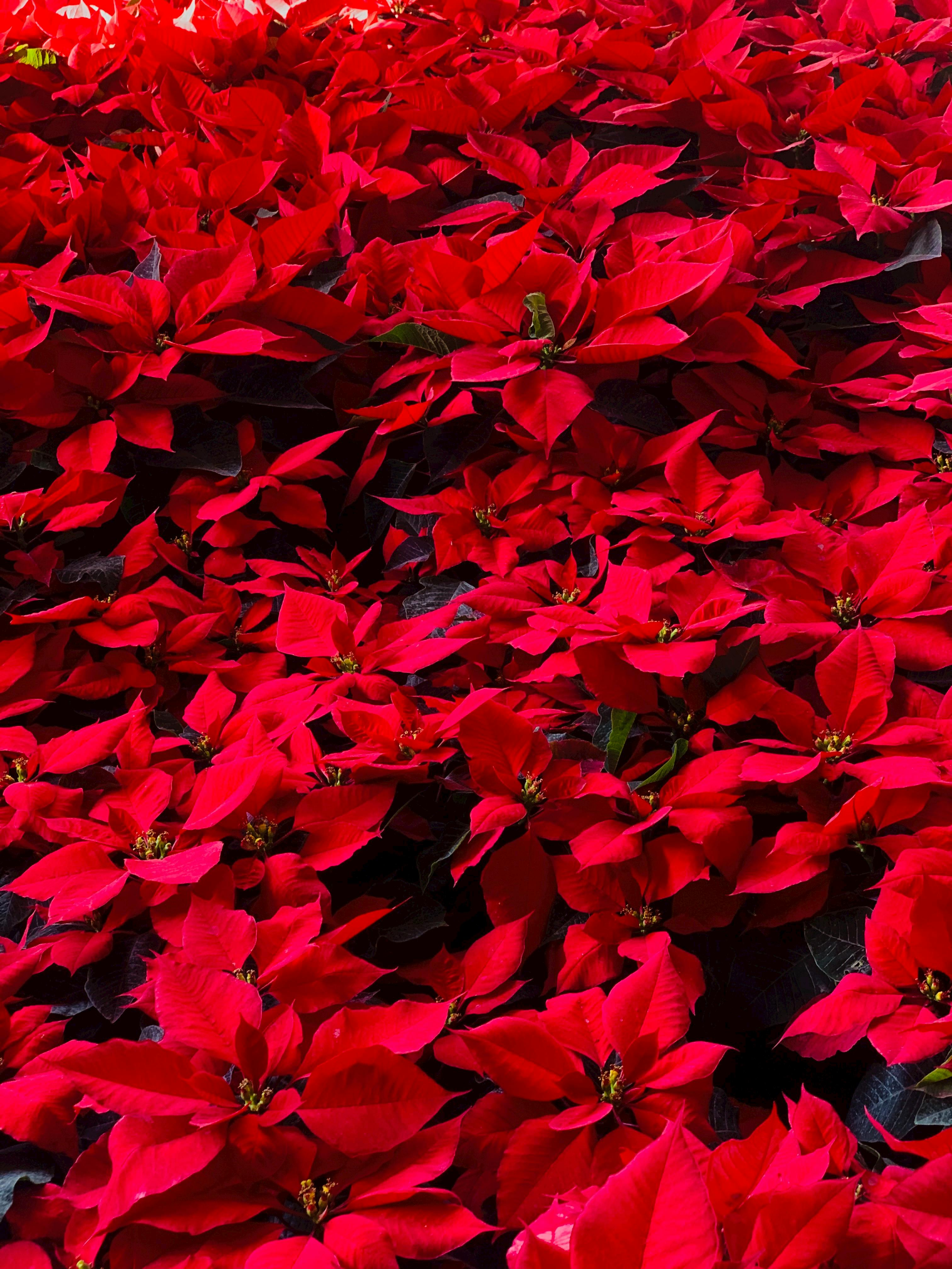 Poinsettia And Holly christmas flower holly pine snowflake HD phone  wallpaper  Peakpx
