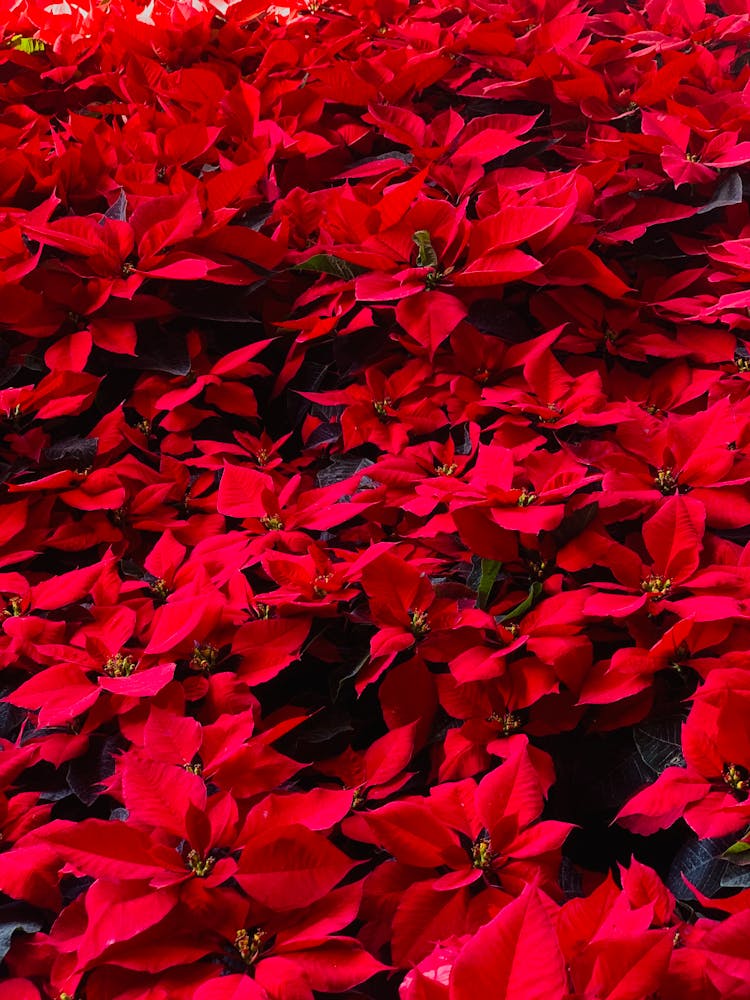 Red Poinsettia Flowers