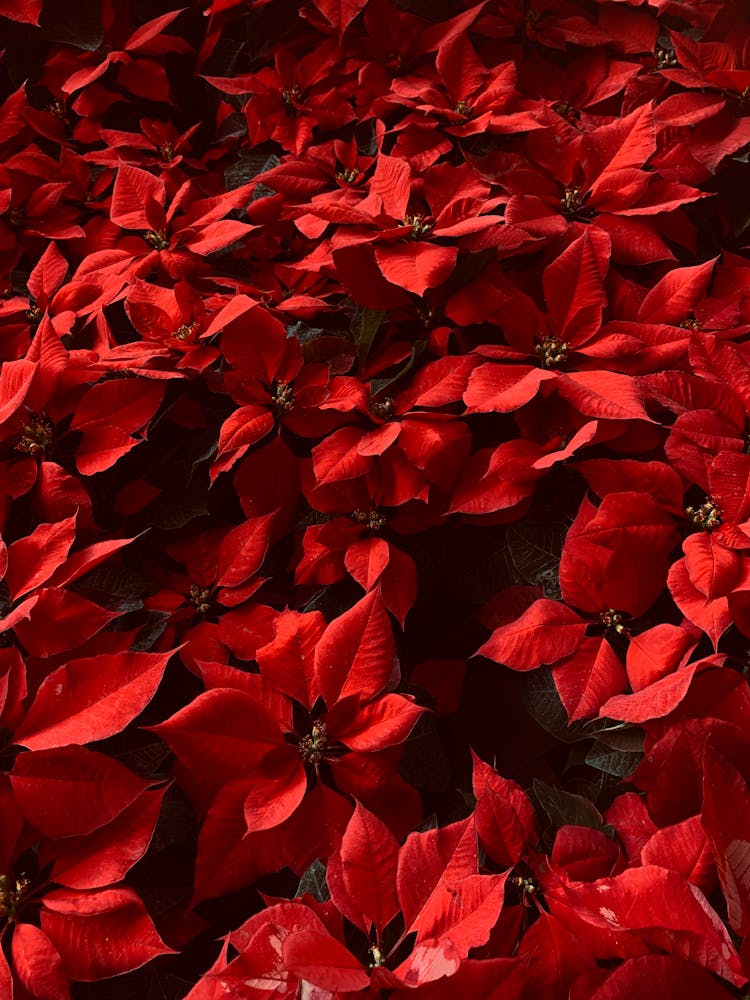 Red Poinsettia Flowers 