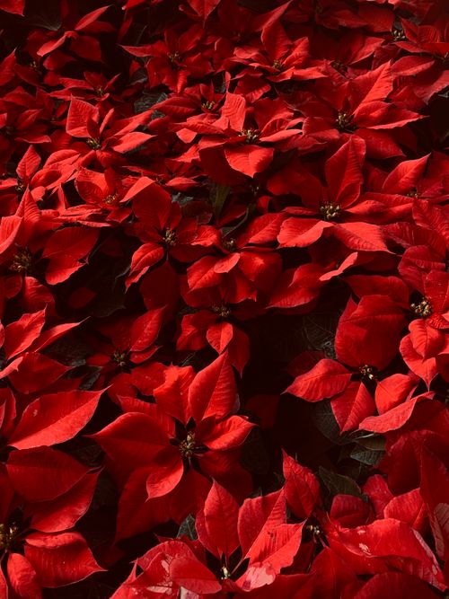 Free A stunning display of vibrant red poinsettias in full bloom, perfect for festive decor. Stock Photo