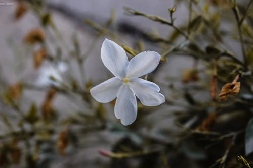 Kostnadsfri bild av blomma, jasmin, ros