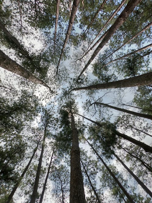 Kostenloses Stock Foto zu auch, bäume, hohe bäume