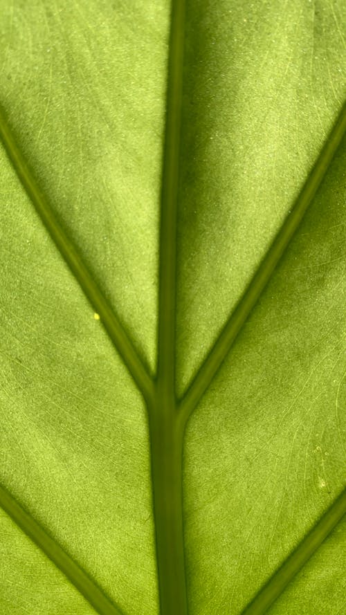 Macro Photography of Green Leaf Veins
