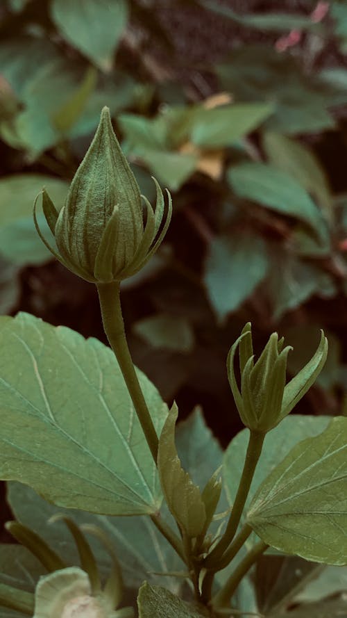 Foto profissional grátis de botânica, botões de flores, fechar-se