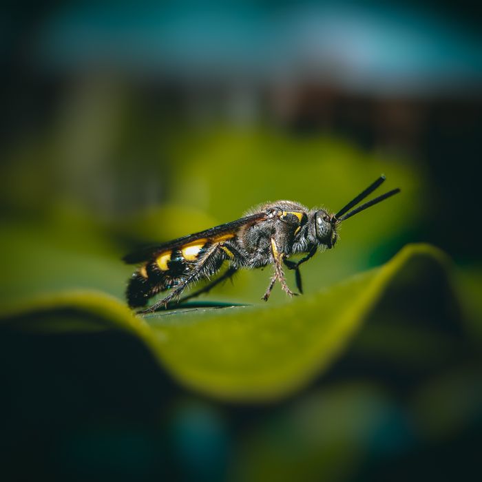 Macro photograph of a metallic bee resting on a bright green leaf, by Rayan Mohammad Rakib on Pexels