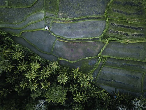 Birds Eye View of an Agricultural Land