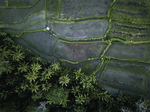 Foto profissional grátis de aéreo, agricultura, água