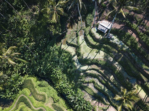 Aerial View of Tegallalang Rice Terrace