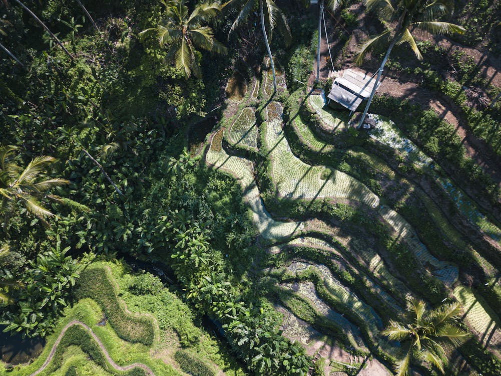 A lush green rice field with palm trees in the background.