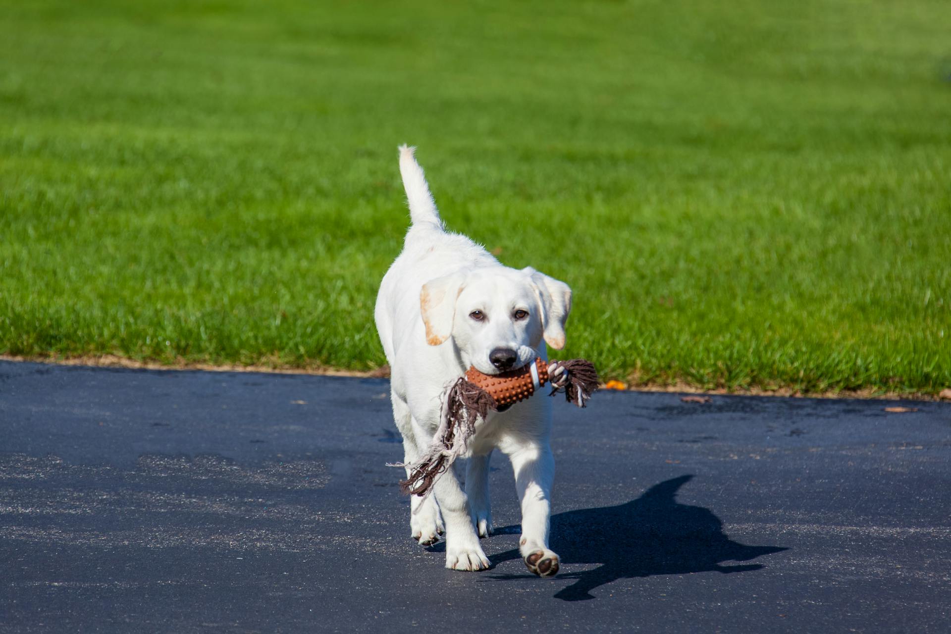 White Labrador Retriever on Gray Asphalt Road