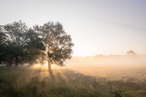 Imagine de stoc gratuită din arbori, câmp, dimineață