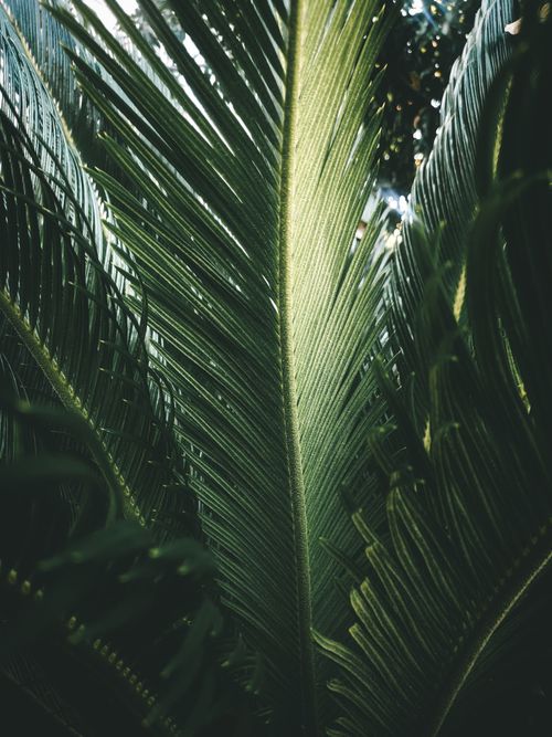 Free Vivid close-up photo of green palm leaves with sunlight filtering through, creating a tropical feel. Stock Photo